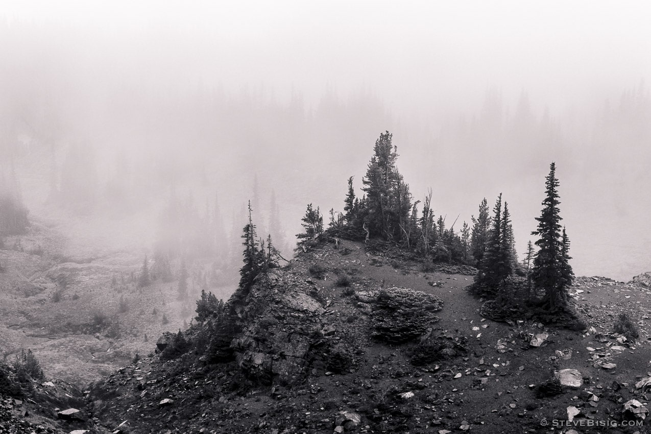 A black and white photograph of alpine trees as viewed on a foggy, late Summer day during a visit to the Sunrise area of Mount Rainier National Park, Washington.