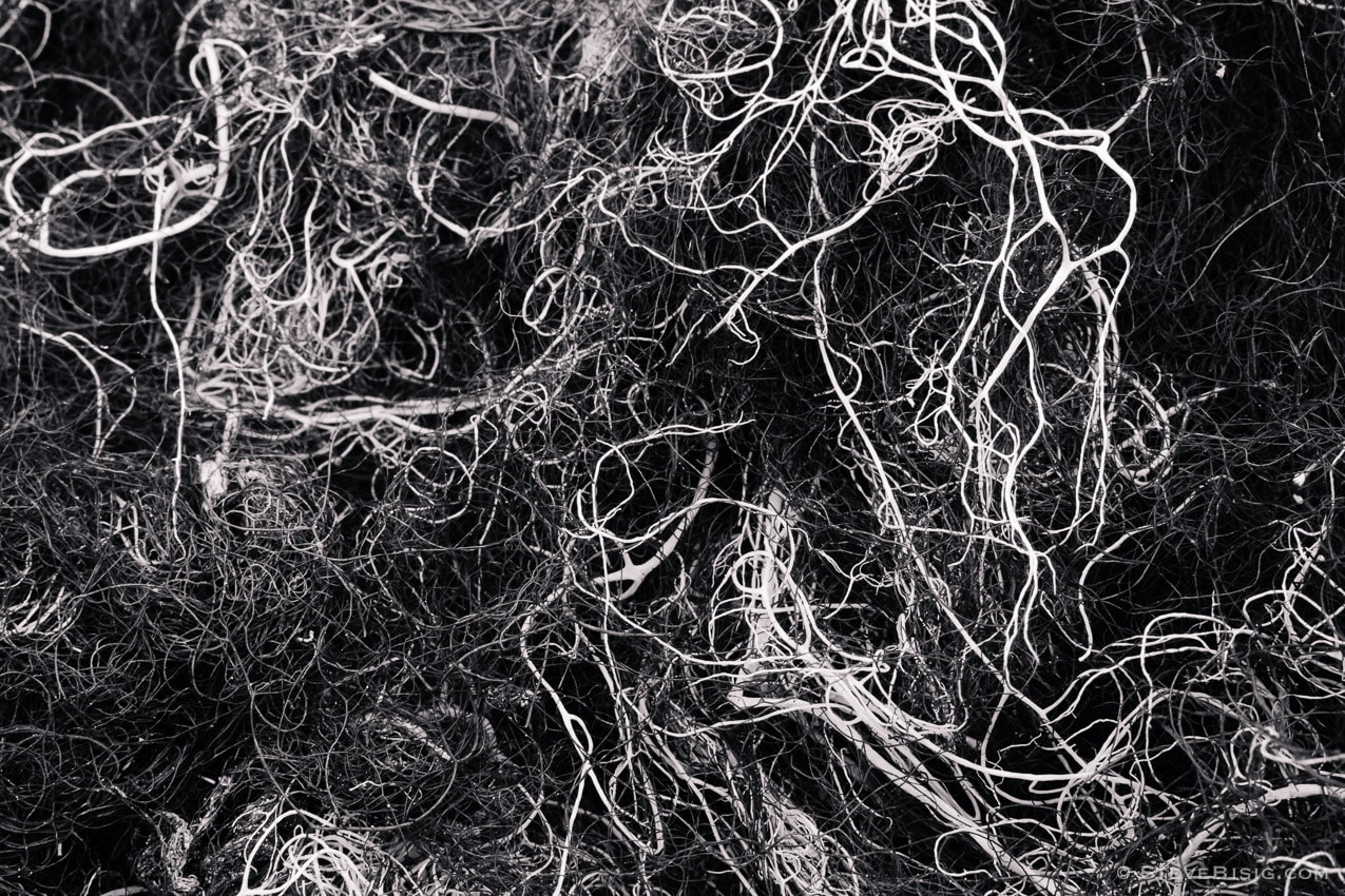 A black and white macro photograph of a large clump of lichen found in the Mt Rainier National Park near Chinook Pass, Washington.
