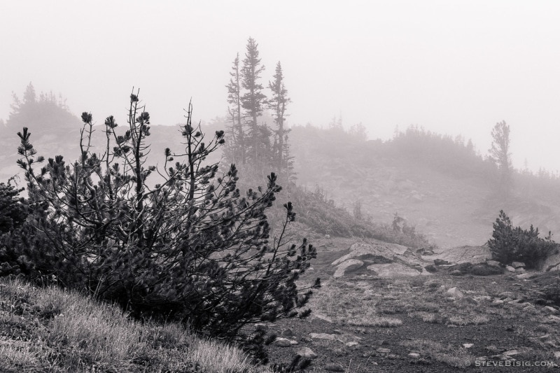 Foggy Alpine Landscapes No. 3, Mt Rainier National Park, Washington, 2014
