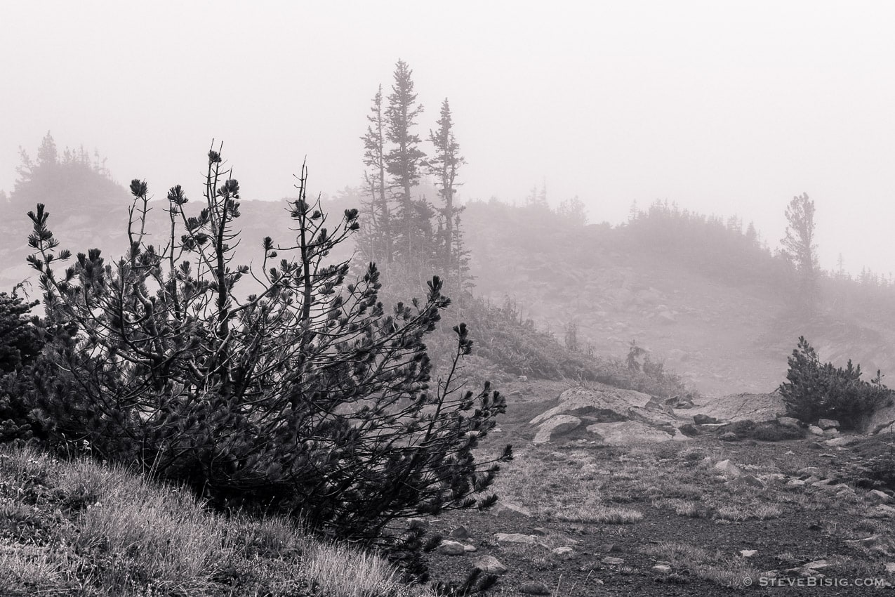 A black and white photograph of alpine trees as seen on a foggy, late Summer day during a visit to the Sunrise area of Mount Rainier National Park, Washington.