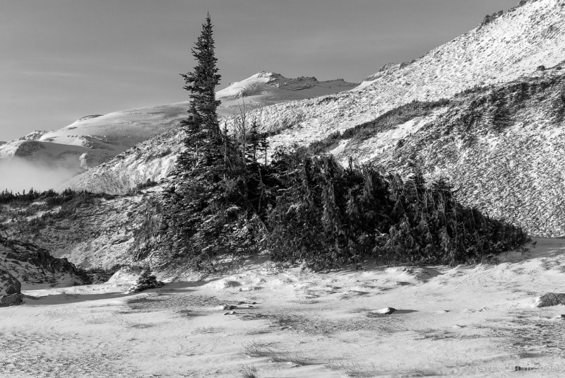 A black and white photograph of alpine trees after an early autumn snowfall at Sunrise, Mount Rainier National Park, Washington.