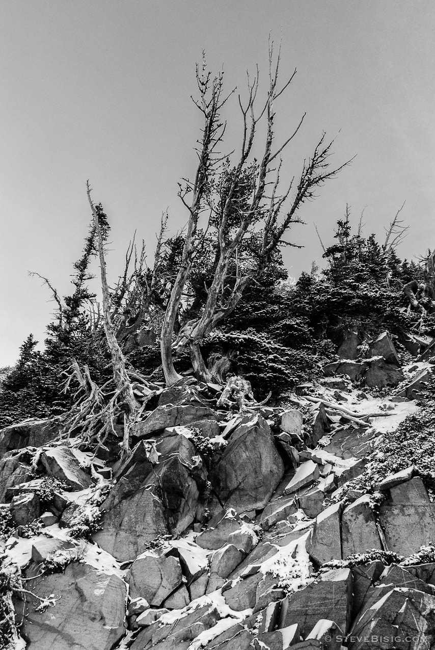 A black and white photograph of alpine trees growing on a rocky ridge against the back drop of blue skies after an early autumn snowfall at Sunrise, Mount Rainier National Park, Washington.