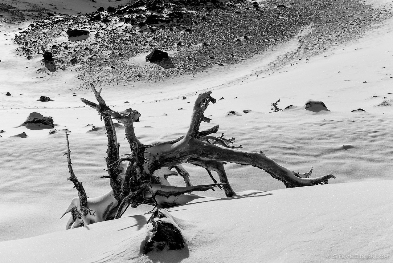A black and white photograph of an old alpine log after an early autumn snowfall at Sunrise, Mount Rainier National Park, Washington.