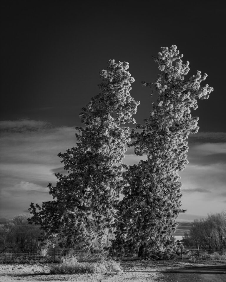 A black and white landscape photograph of a a pair of leaning pines trees as a result of the Kittitas valley winds near Ellensburg, Washington.