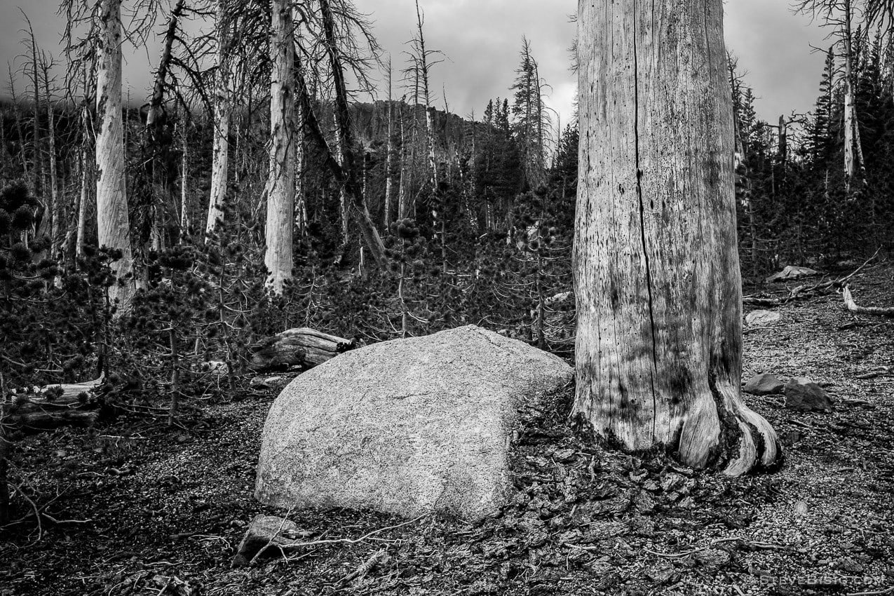 A black and white fine art photograph of a rock and a silvered tree snag in the alpine forest near Mammoth Lakes, California.