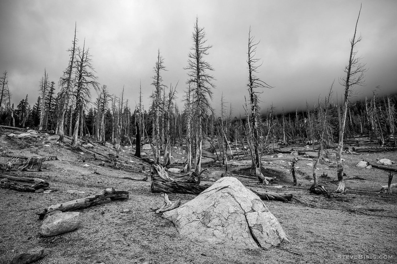 A black and white fine art photograph of the dead forest at Horseshoe Lake near Mammoth Lakes, California. Scientists believe that the forest is dying from the high levels of CO2 that have been released in the area since an earthquake in 1989 opened up channels for the gas to escape.