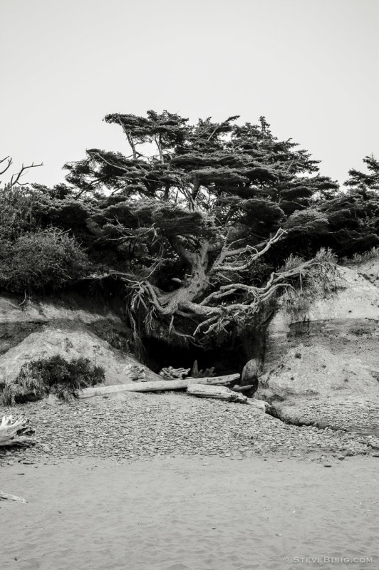 Beach Tree, Kalaloch Beach, Washington, 2013
