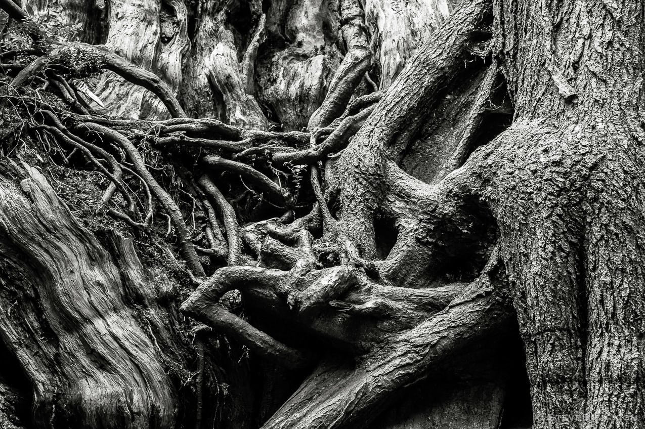 A black and white fine art photograph of the Kalaloch Big Cedar in the Olympic National Park, Washington (since this photo was taken, this tree was severely damaged by a winter storm).