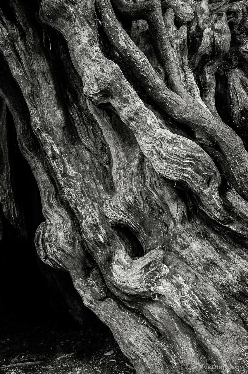 A black and white fine art photograph of the Kalaloch Big Cedar in the Olympic National Park, Washington (since this photo was taken, this tree was severely damaged by a winter storm).