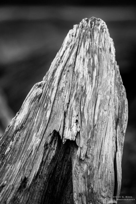 Driftwood, Ala Spit, Whidbey Island, Washington, 2015