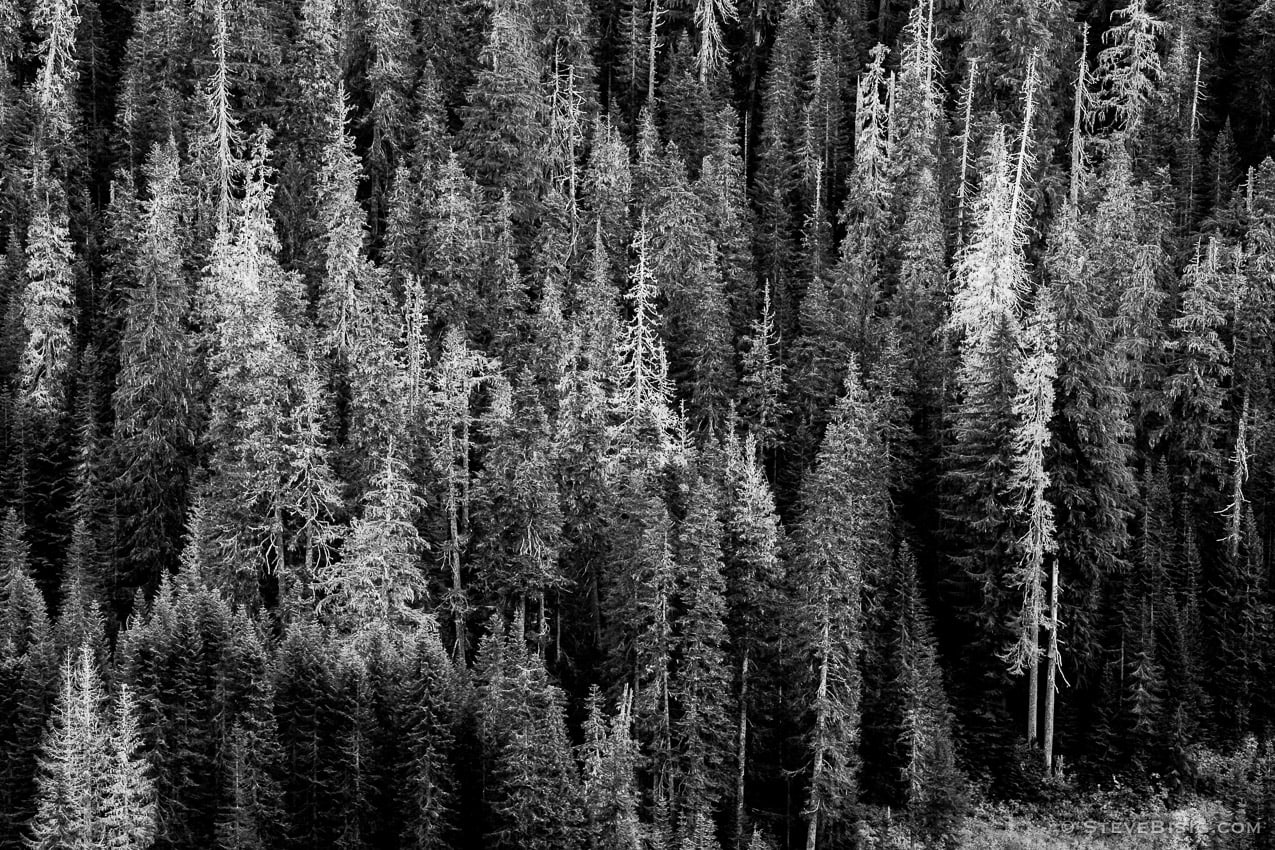 A black and white fine art landscape photograph of the Autumn conifer forest near Swamp Creek as seen from the Yellow Aster Butte trail in Whatcom County, Washington.