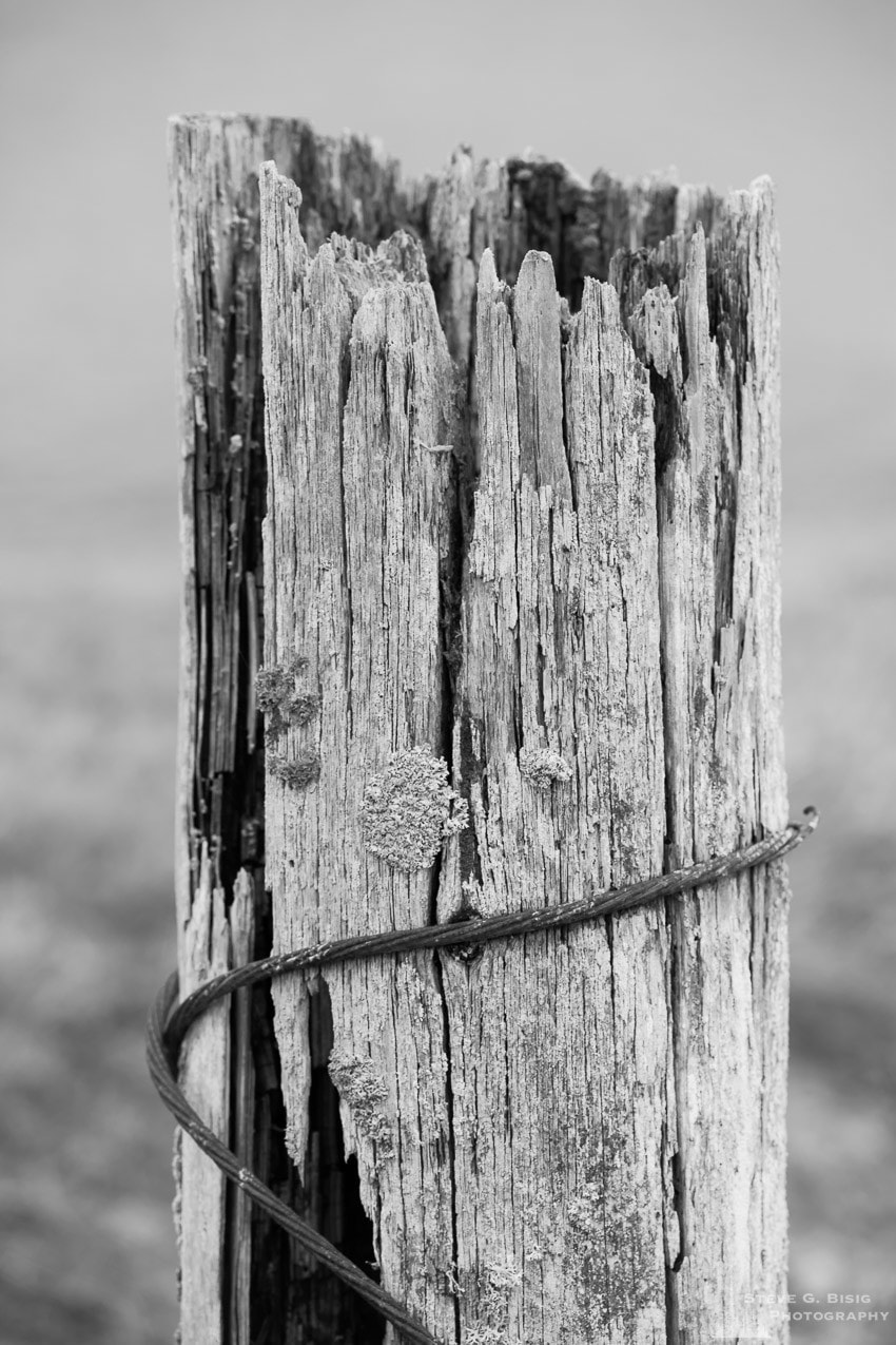 A black and white photograph of an old decaying piling wrapped by a rusty cable at Ala Spit on Whidbey Island, Washington.