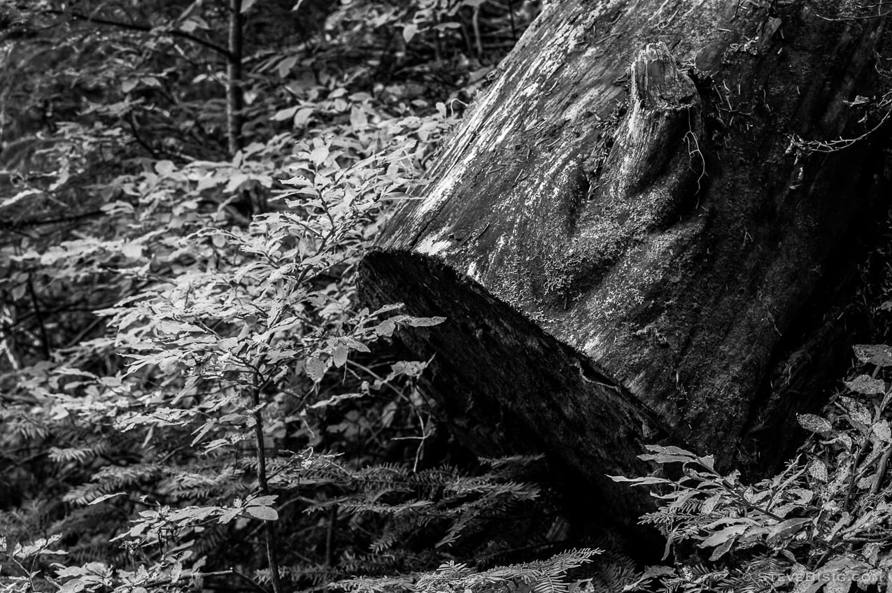 A black and white fine art nature photograph of log along the Yellow Aster Butte trail in Whatcom County, Washington.