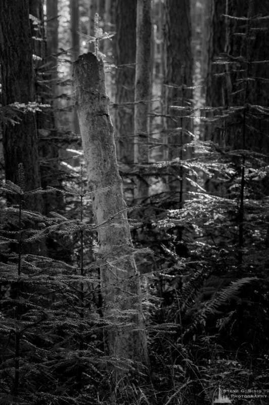 A black and white nature photograph of the Autumn forest at Fort Casey State Park on Whidbey Island, Washington.