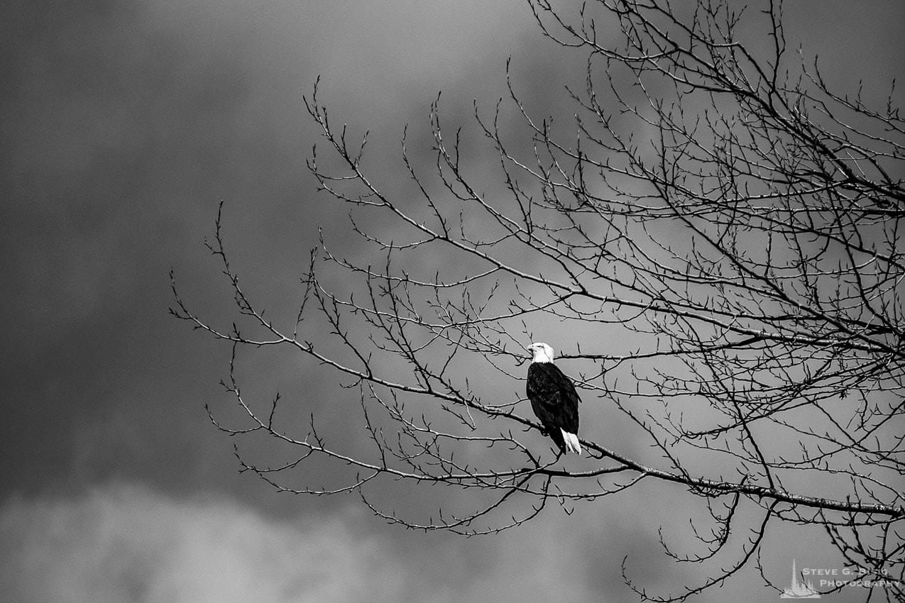 A black and white nature photograph of a Bald Eagle (Haliaeetus leucocephalus) in a tree near Tiger Mountain in King County, Washington.