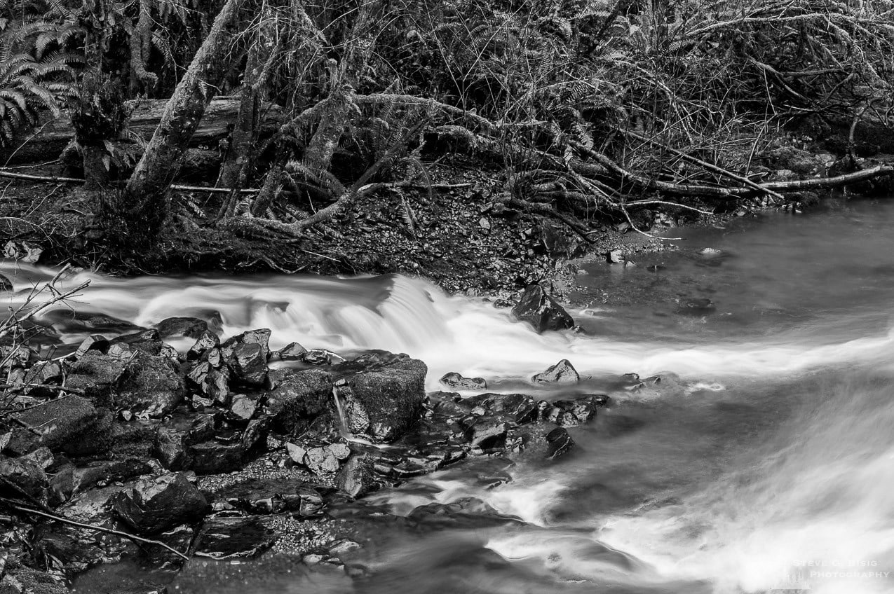 A black and white nature photograph of a small stream as it flows into Cedar Creek in the Capital State Forest, Washington.