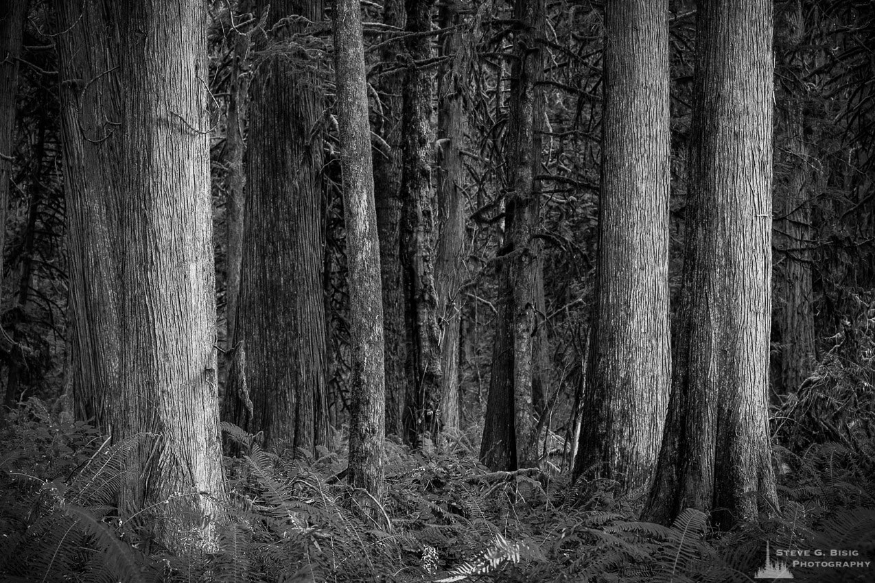 A black and white photograph of cedar trees in the forest at Lewis and Clark State Park in Lewis County, Washington.