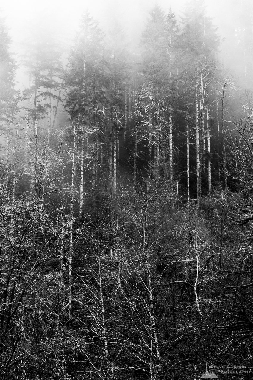 A black and white nature photograph of the Winter forest on a foggy day in the Capitol State Forest, Washington.