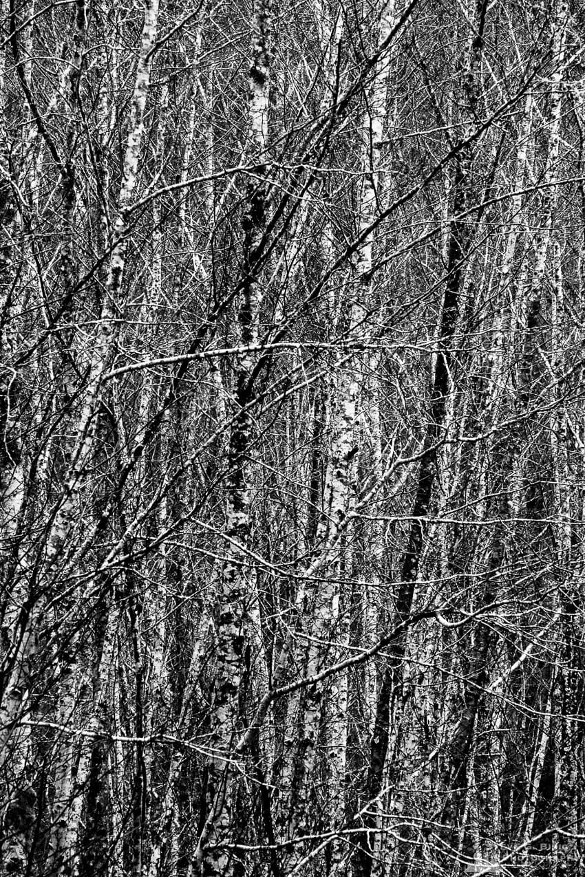 A black and white abstract nature photograph of the Winter forest in the Capital State Forest, Washington.
