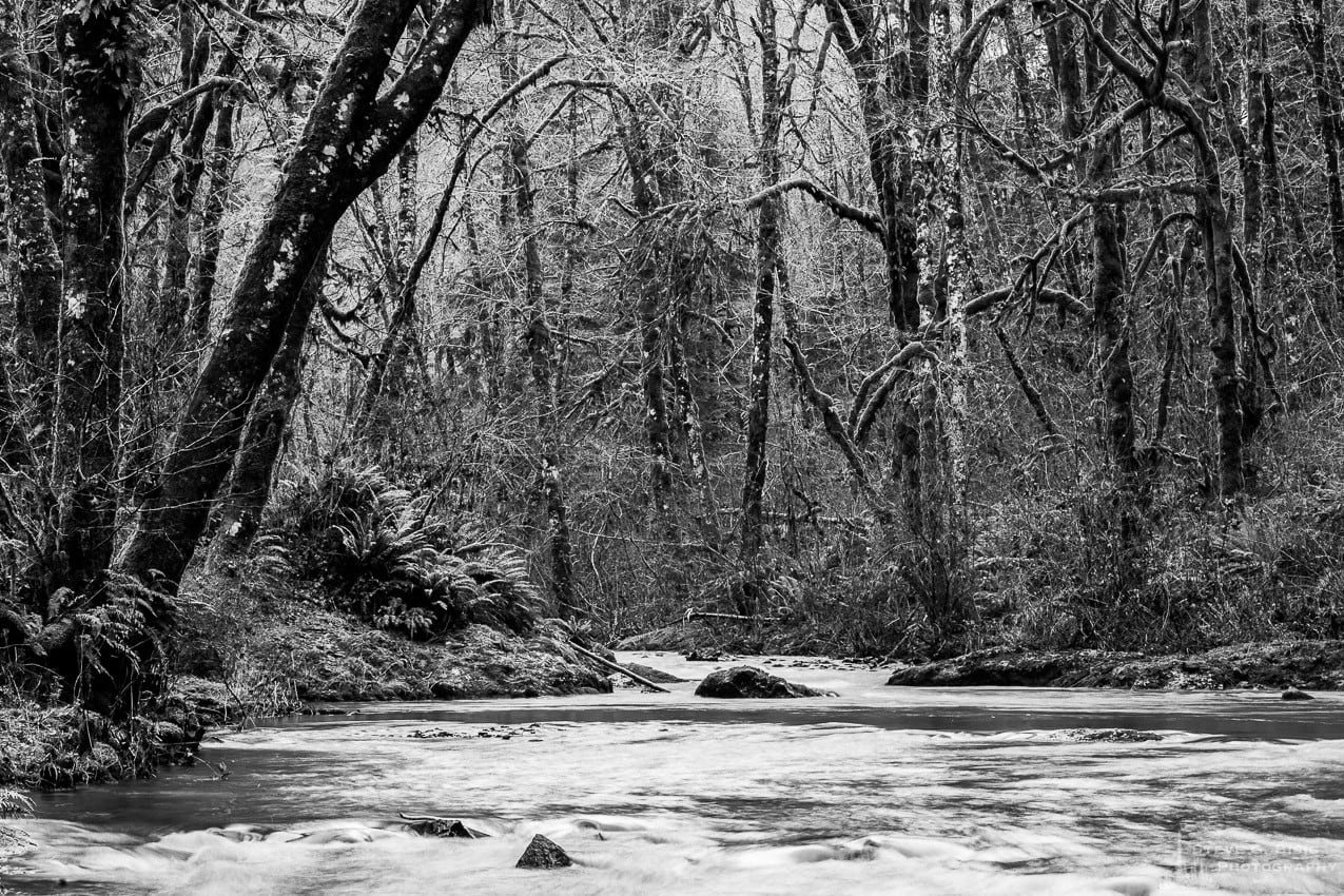 A black and white nature photograph of the Winter forest along the banks of Cedar Creek in the Capital State Forest, Washington.