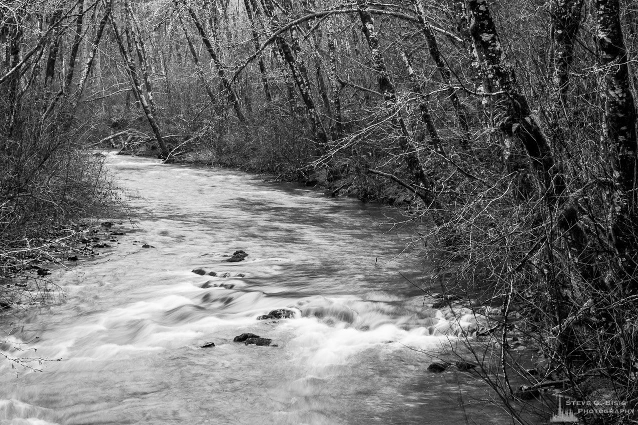 A black and white nature photograph of the Winter forest along the banks of Cedar Creek in the Capital State Forest, Washington.