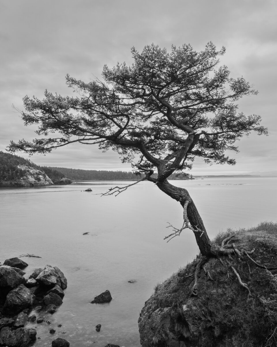 A black and white landscape photograph of a lone tree along the rocky bluffs of Rosario Head at Deception Pass State Park on Fidalgo Island, Washington.