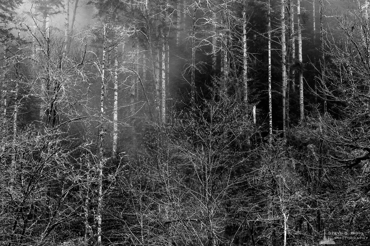 A black and white nature photograph of the Winter forest on a foggy day in the Capital State Forest, Washington.