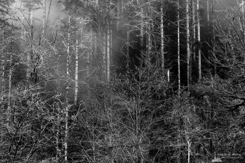 Trees, Capital State Forest, Washington, 2015