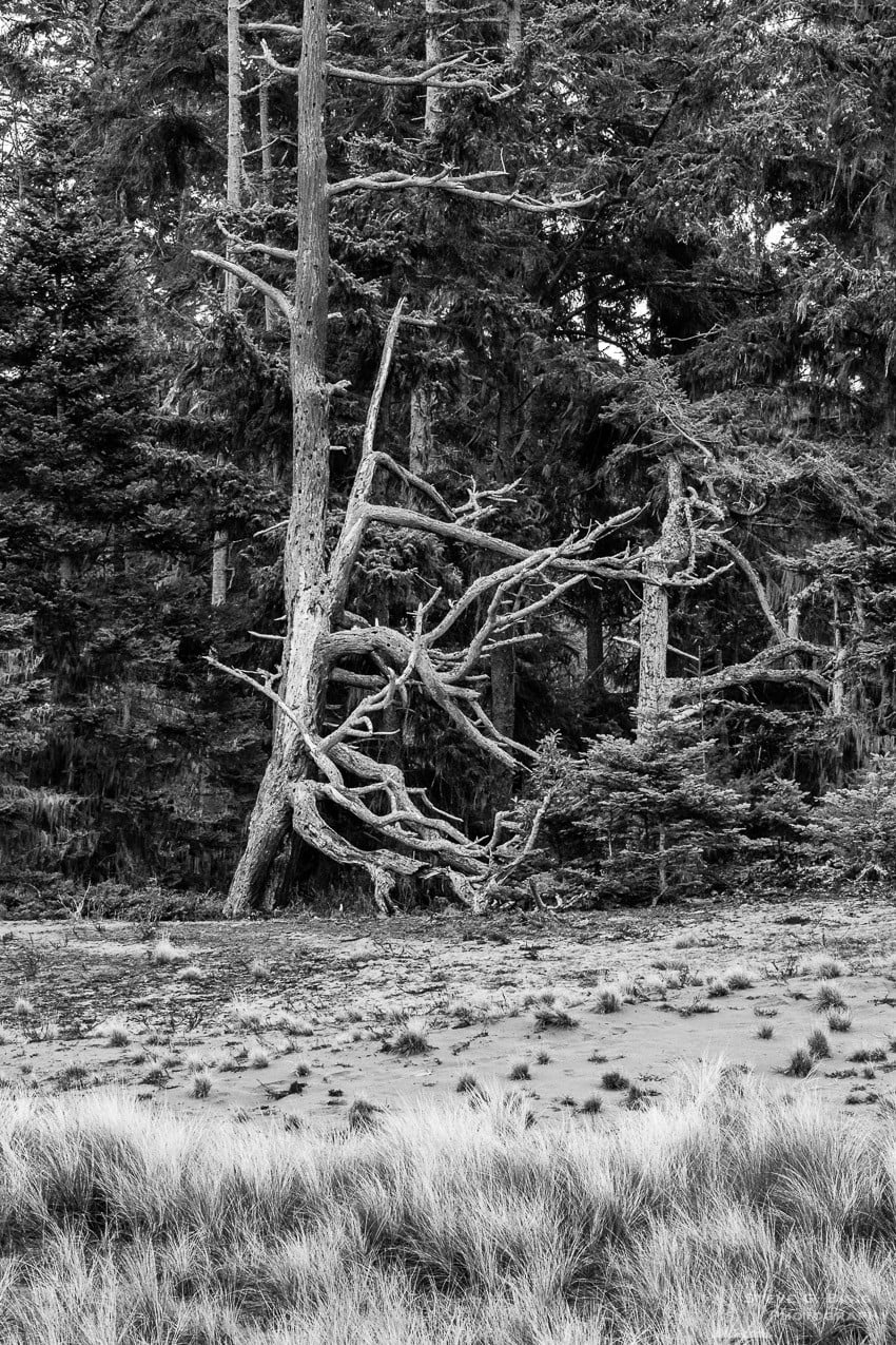 A black and white photograph of the transition zone between the coastal grassy dunes and the forest on Whidbey Island at Deception Pass State Park, Washington.