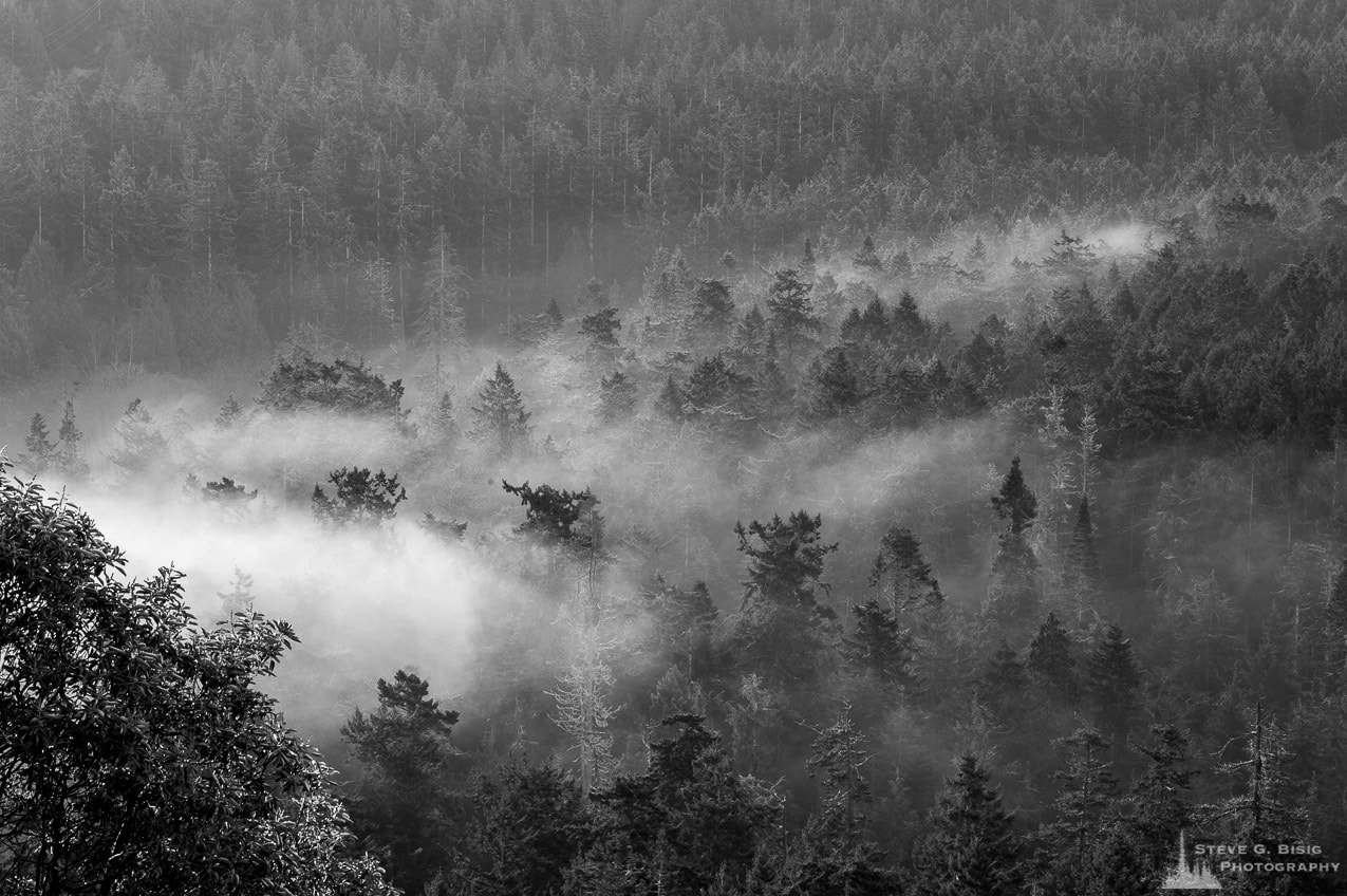 A black and white photograph of the Whidbey Island Winter forest as seen from Goose Rock Summit in Deception Pass State Park, Washington.