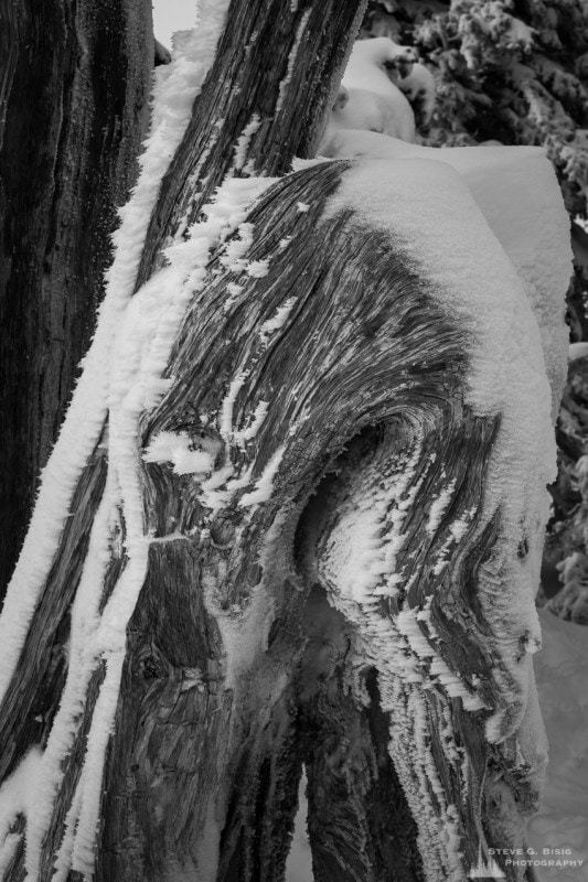 A black and white photograph of a frozen, snow covered stump during the Winter at Hurricane Ridge in the Olympic National Park, Washington.