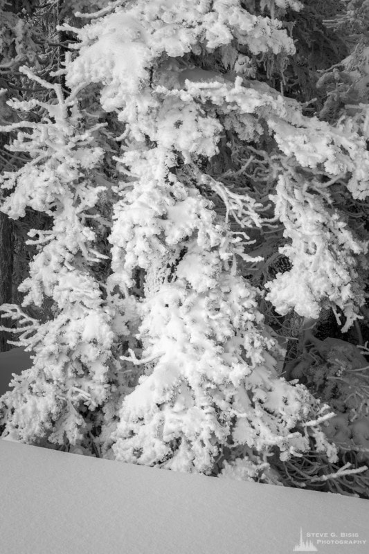 A black and white photograph of a frozen, snow covered tree during the Winter at Hurricane Ridge in the Olympic National Park, Washington.