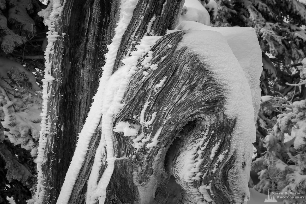 A black and white photograph of a snow covered stump during the Winter at Hurricane Ridge in the Olympic National Park, Washington.