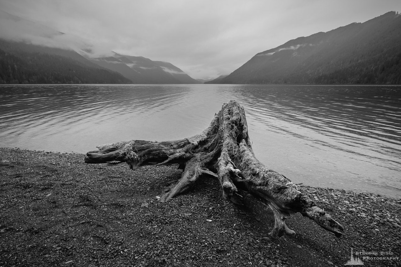 A black and white photograph of an old moss covered stump on the shoreline of Lake Crescent, Washington in the Olympic National Park.