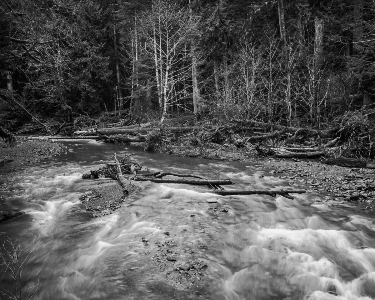 A black and white photograph of Barnes Creek near Lake Crescent in the Olympic National Park, Washington.