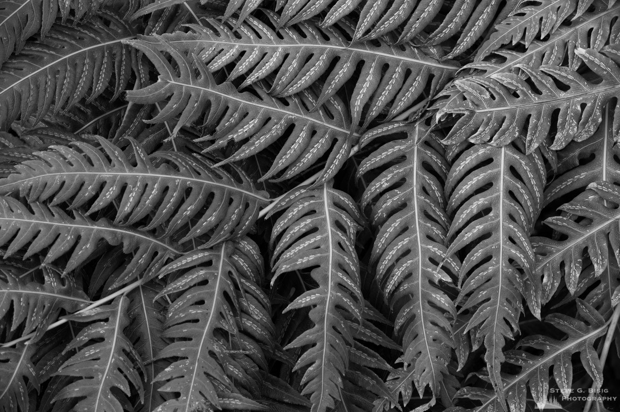 A black and white photograph of a group of ferns at the Washington Park Arboretum in Seattle, Washington.