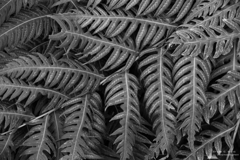 Ferns, Washington Park Arboretum, Seattle, Washington, 2013
