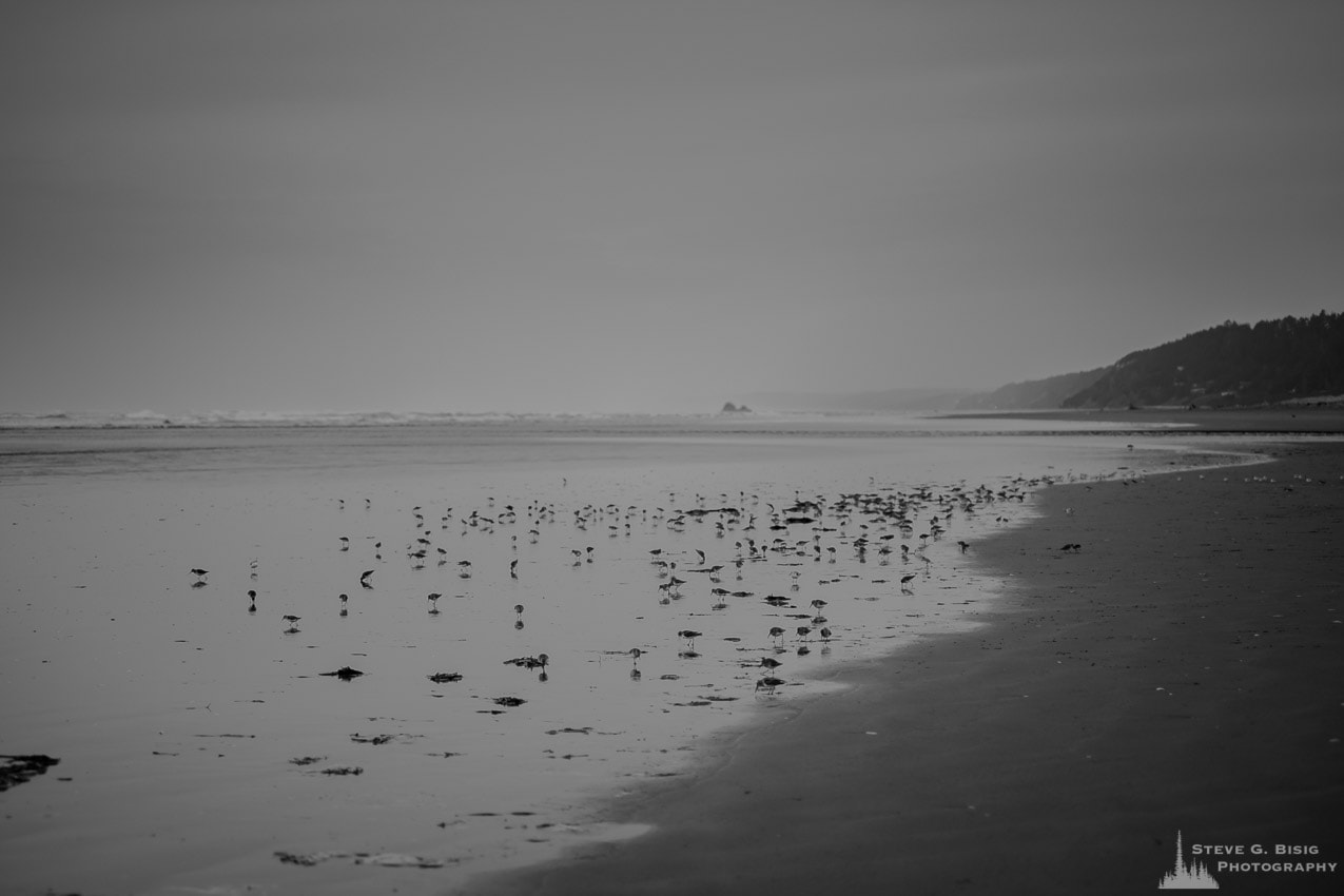 A black and white landscape photograph of shorebirds along the coastline at Copalis Beach, Washington.