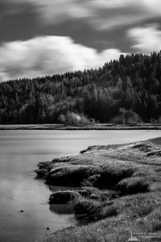 A black and white photograph of Oyster Bay on a sunny Winter day near the Kennedy Creek Natural Area Preserve near Kamilche in rural Thurston County, Washington.