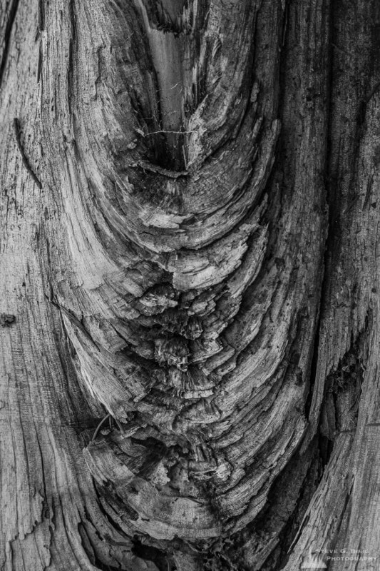 A black and white photograph of a weathered log found in the Washington Park Arboretum, Seattle, Washington.