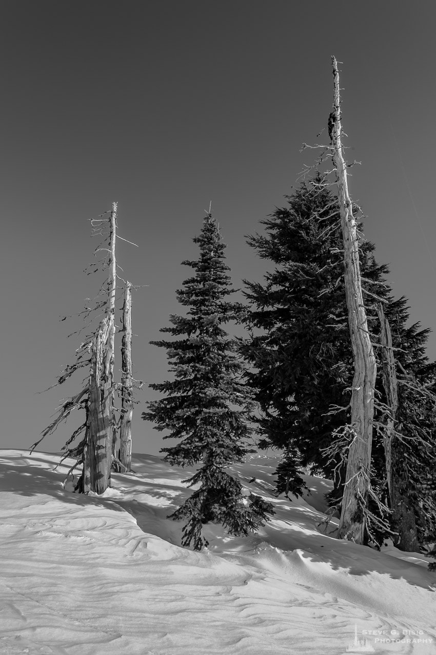 A black and white photograph of alpine trees on a sunny Winter day in the Paradise area of Mount Rainier National Park, Washington.