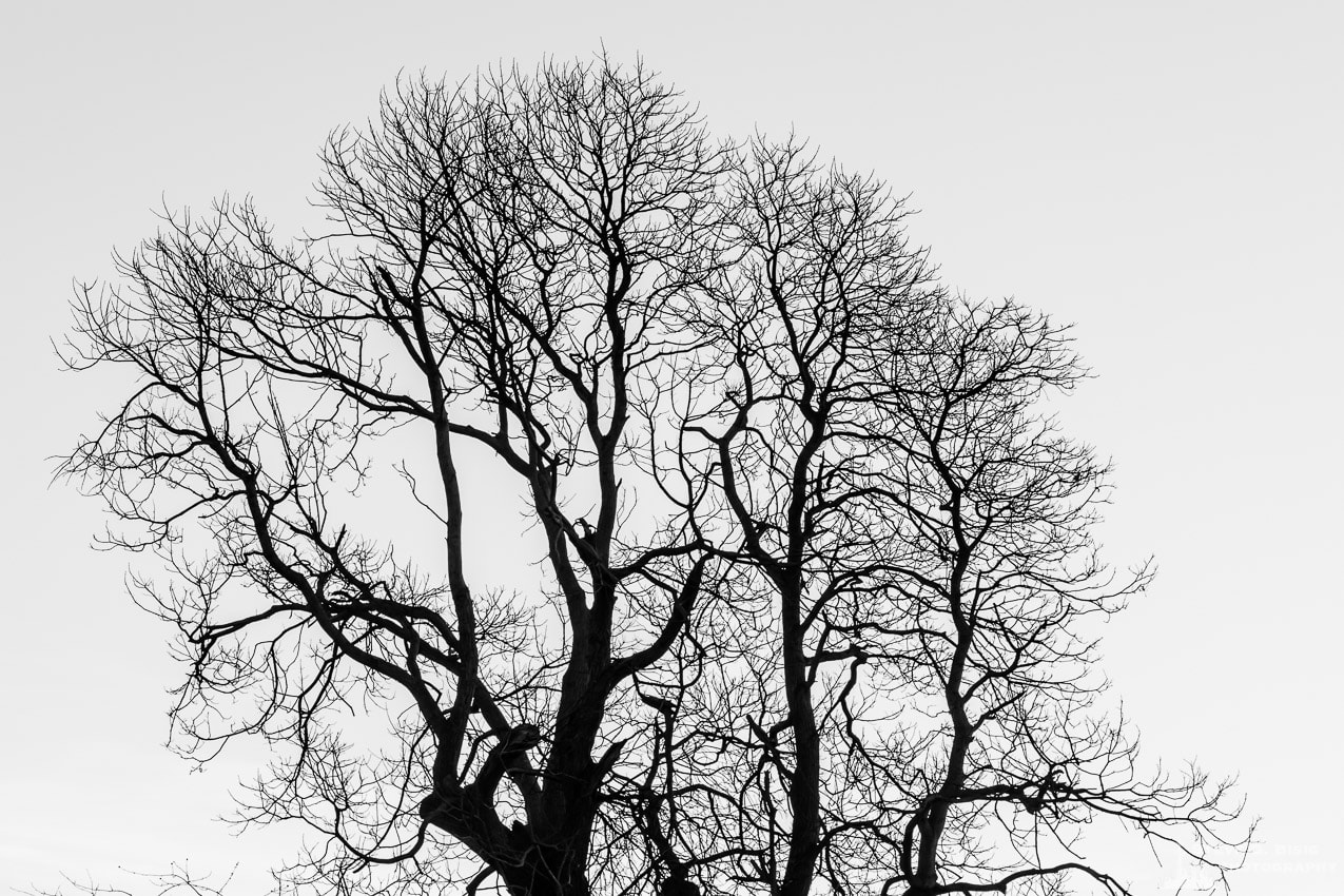 A black and white photograph of a leafless tree against a late Winter sky in Coupeville, Washington.