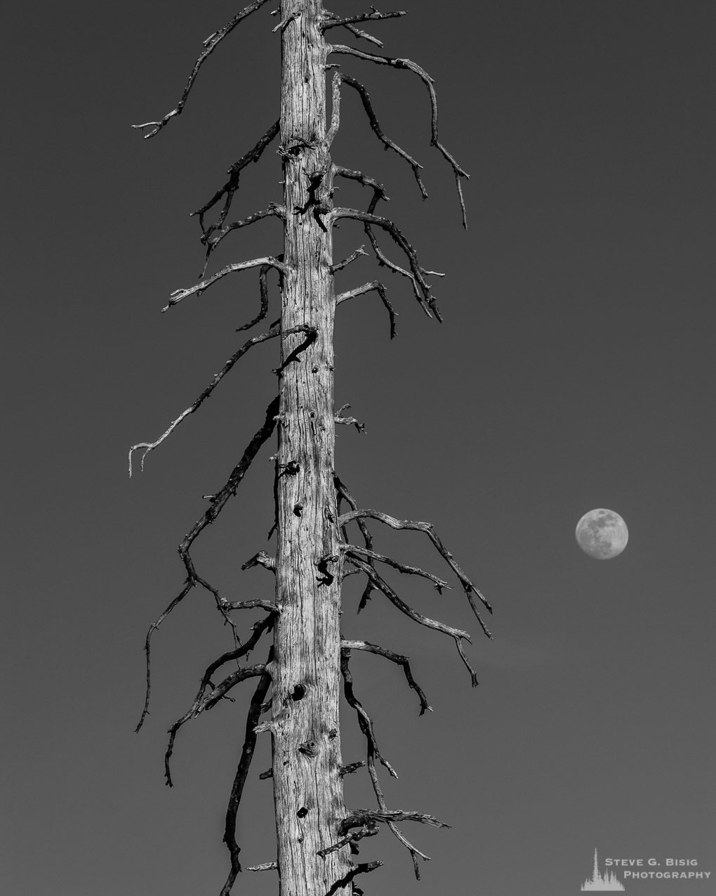 A black and white photograph of a silvered alpine snag with a nearly full moon shining brightly on a clear Spring evening in the Paradise area of Mount Rainier National Park, Washington.