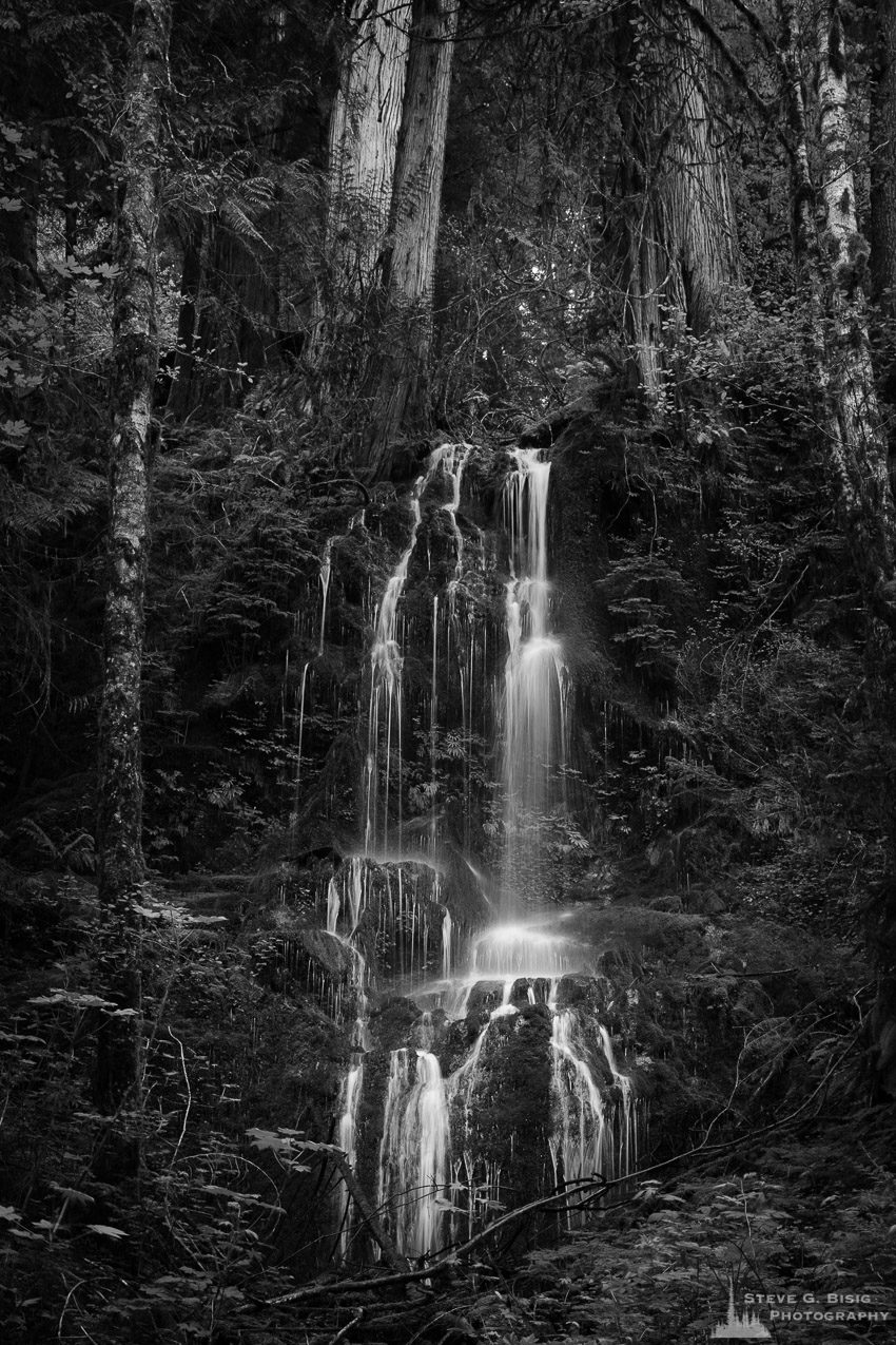 A seasonal waterfall in the forest as seen along Graves Creek Road and the Quinault River valley in the Olympic National Park, Washington.