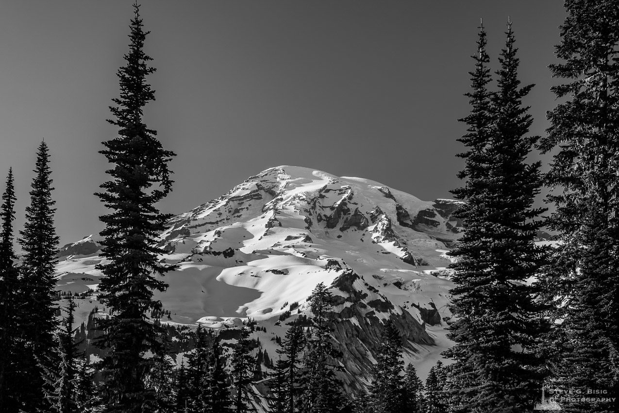 A black and white landscape photograph  of Mount Rainier on a sunny Spring evening as seen through the open forest along the Nisqually Vista Trail in the Paradise area of Mount Rainier National Park, Washington.