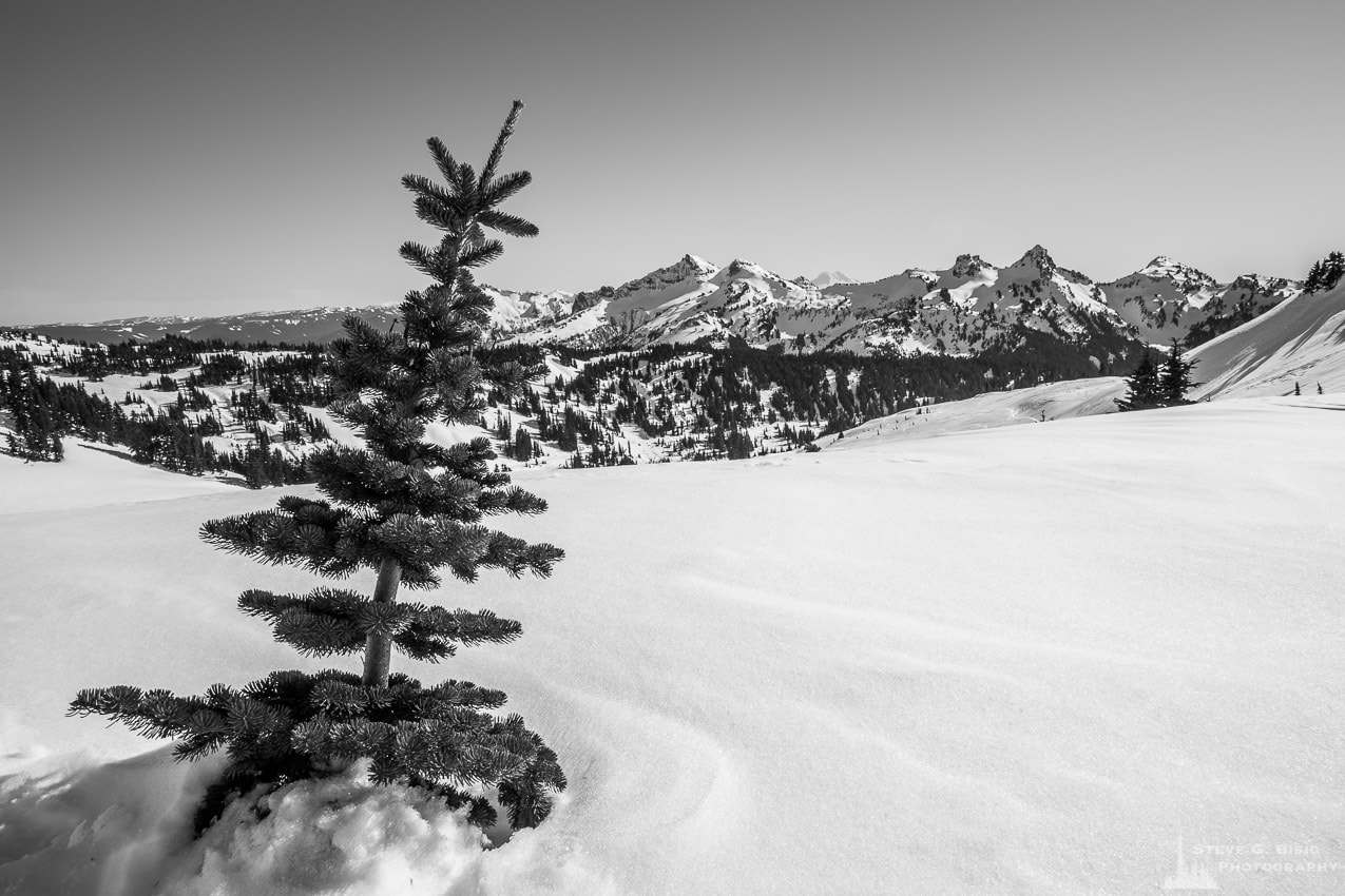 A black and white landscape photograph of the tip of a tree poking through the snow near Paradise at Mount Rainier National Park, Washington.