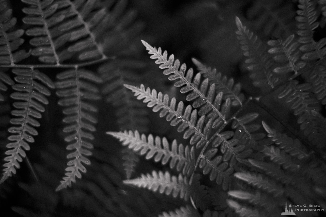 A black and white nature photograph of a patch of springtime ferns on Whidbey Island, Washington.