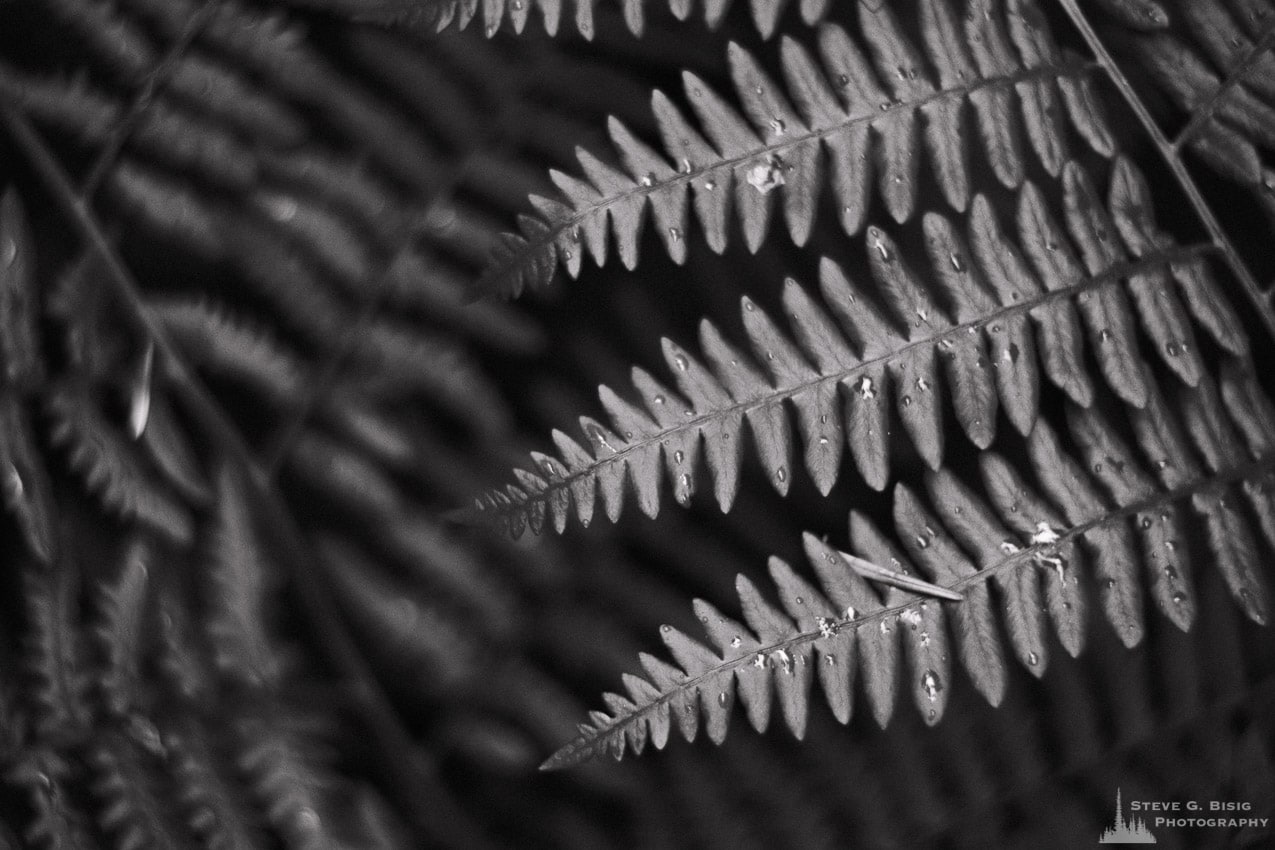 A black and white nature photograph of a patch of springtime ferns on Whidbey Island, Washington.