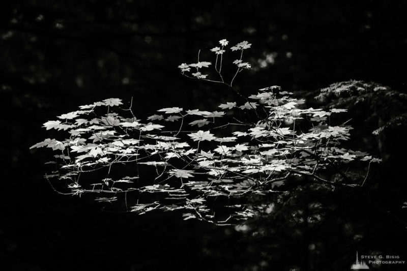 A black and white nature photograph of vine maple leaves highlighted by a beam of sunlight through an opening in the forest from a photography project titled 