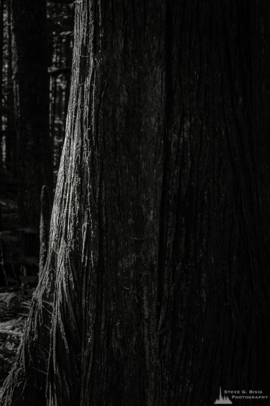 A black and white close-up nature photograph of a trunk of a tree in the forest from a photography project titled "Highlights of the Forest" captured at the Federation Forest State Park near Greenwater, Washington.